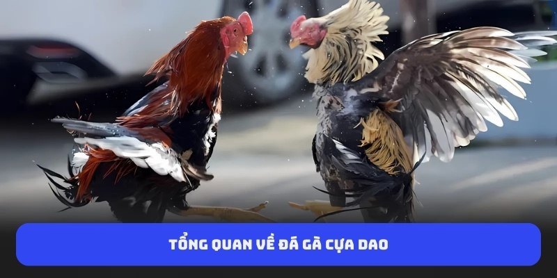 tong-quan-ve-da-ga-cua-dao